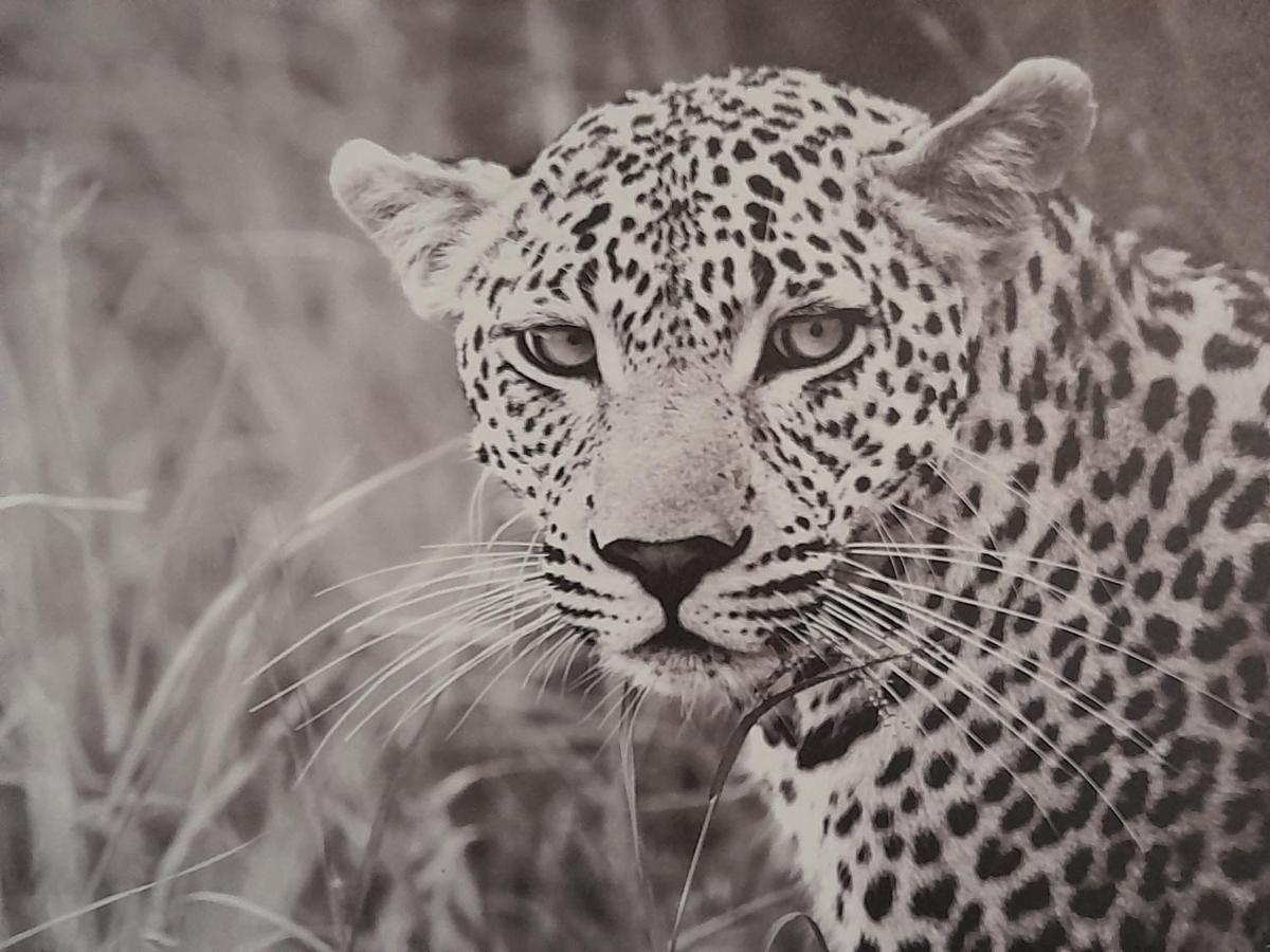 Animalier Leilighet Joigny Eksteriør bilde